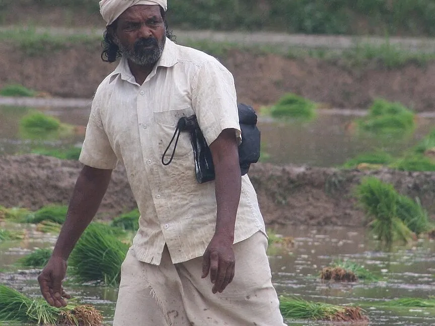 Cheruvayal Raman working in a paddy field in Wayanad