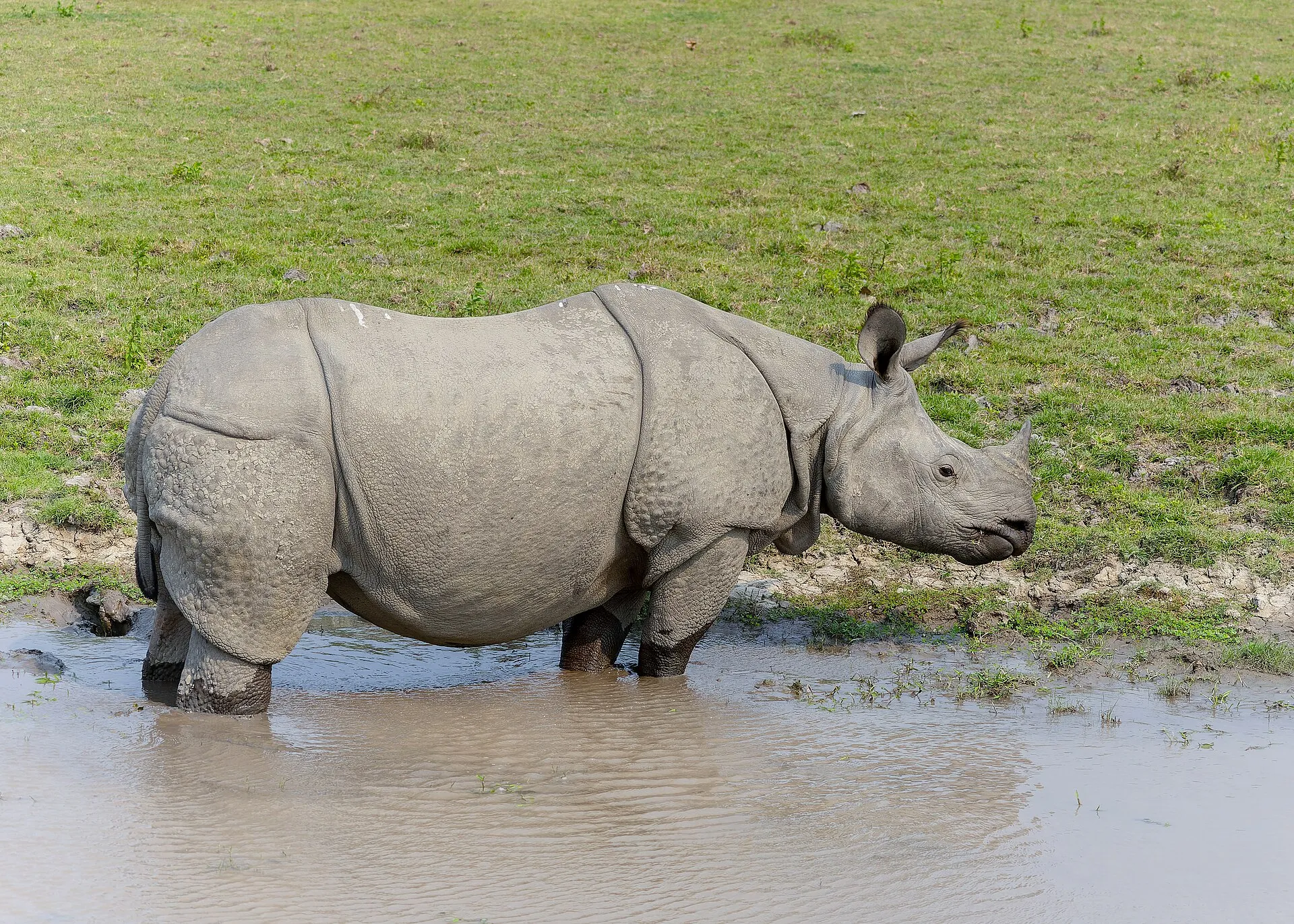 A greater one-horned rhinoceros in the grasslands of Kaziranga National Park