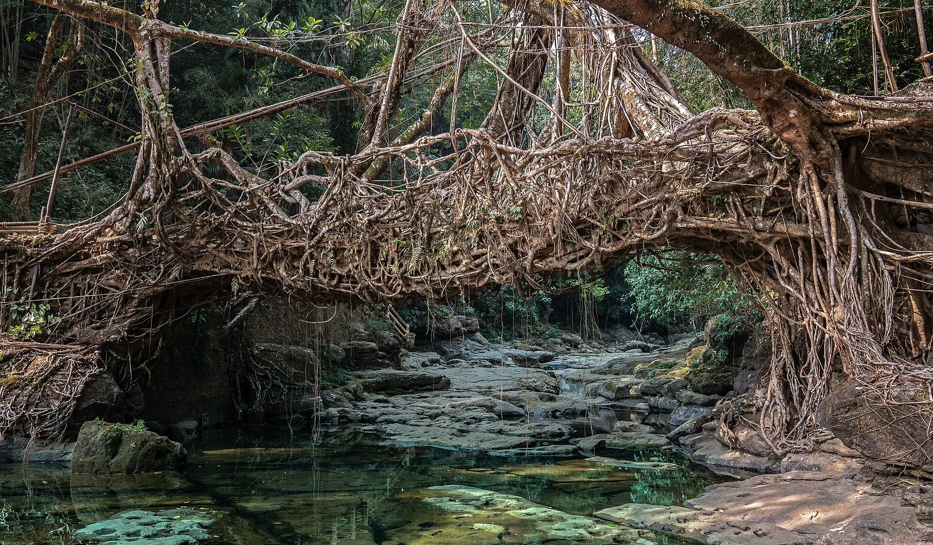 A living root bridge of woven fig roots spanning a clear forest stream in Meghalaya