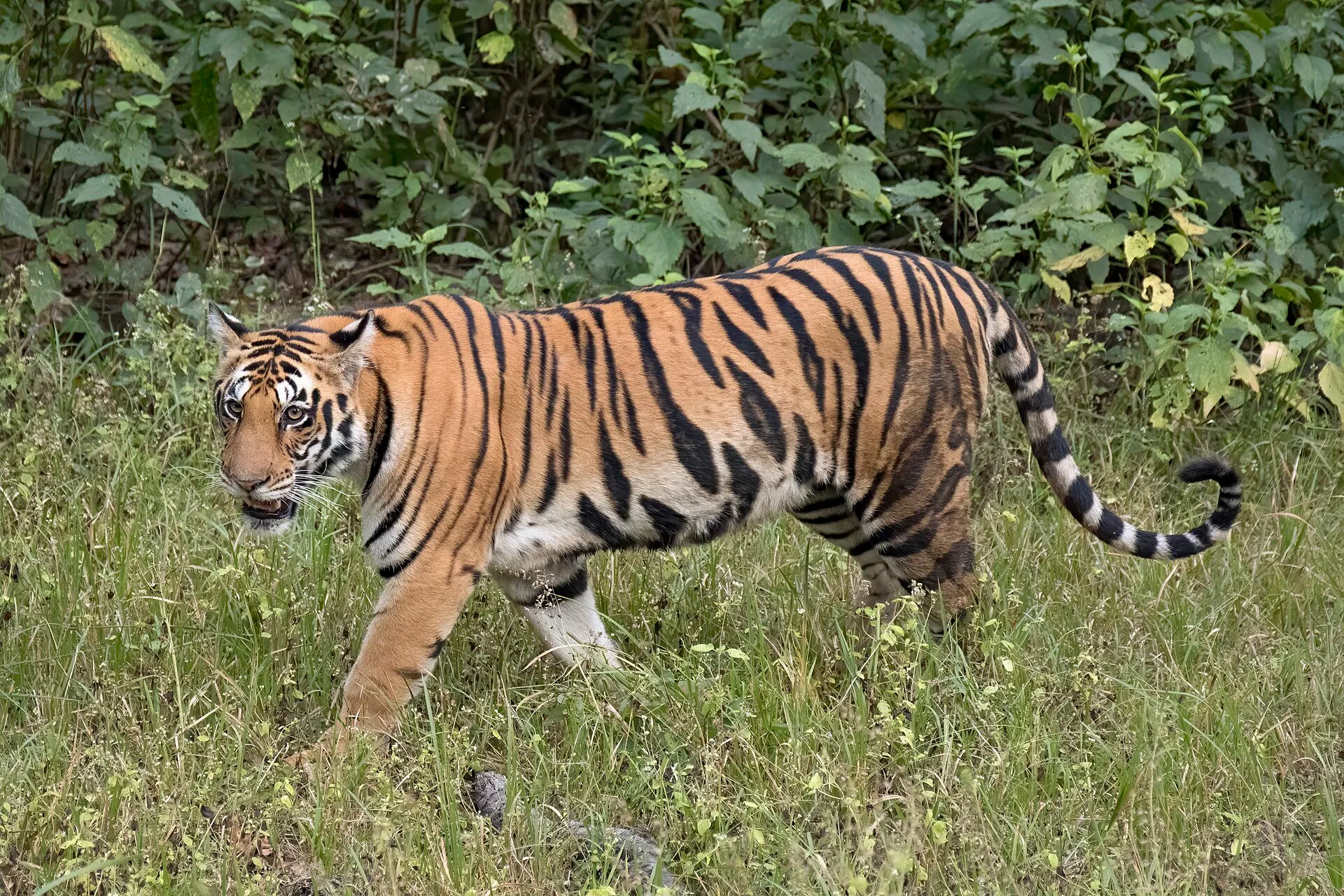 A Bengal tiger walking through green undergrowth