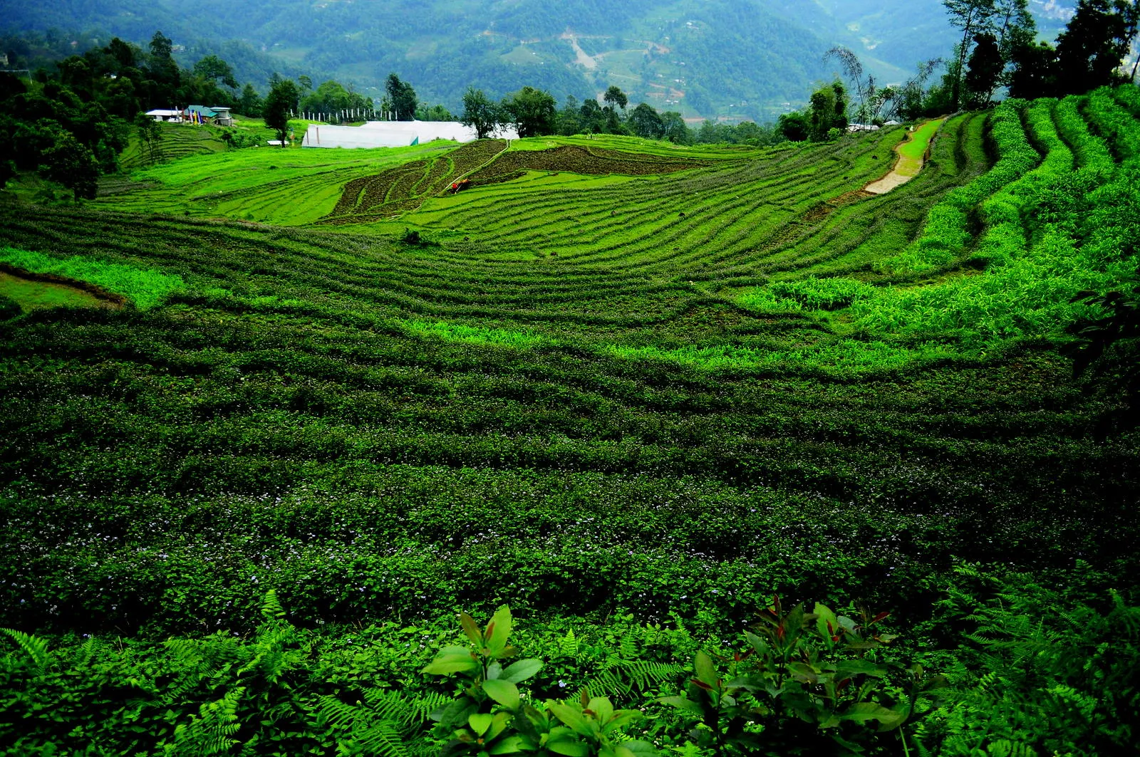 Green terraced fields stepping down a hillside in Sikkim, with forested mountains behind