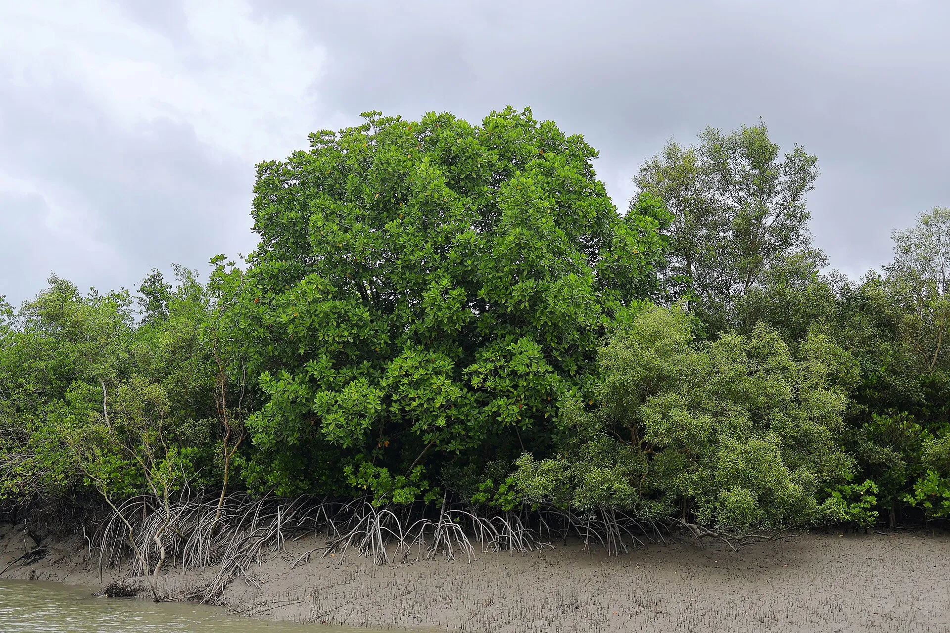 Dense mangrove trees standing on a muddy bank in the Sundarbans, West Bengal, with breathing roots poking out of the mud